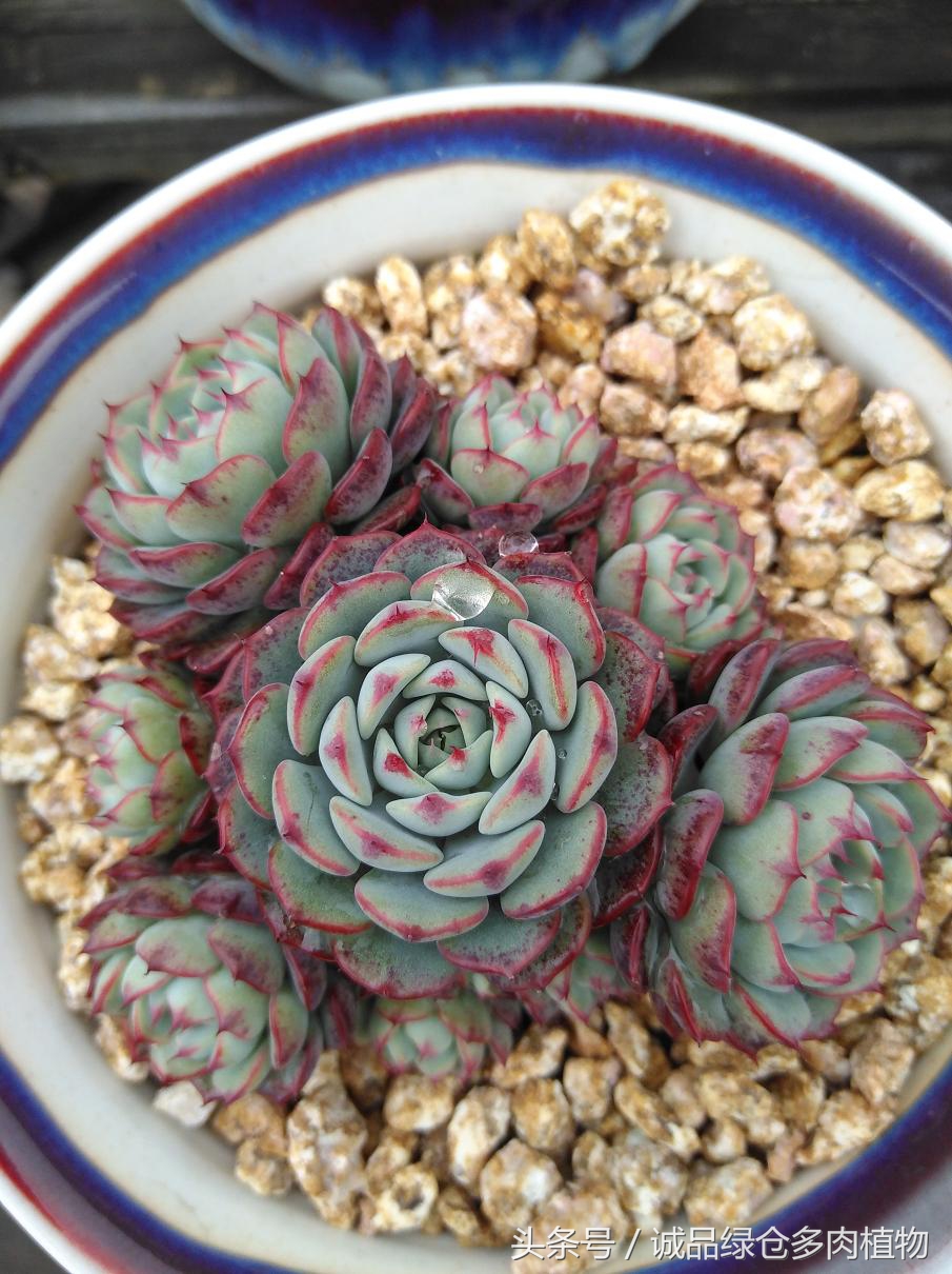 历害了，难道是假包邮区？还在露养呢