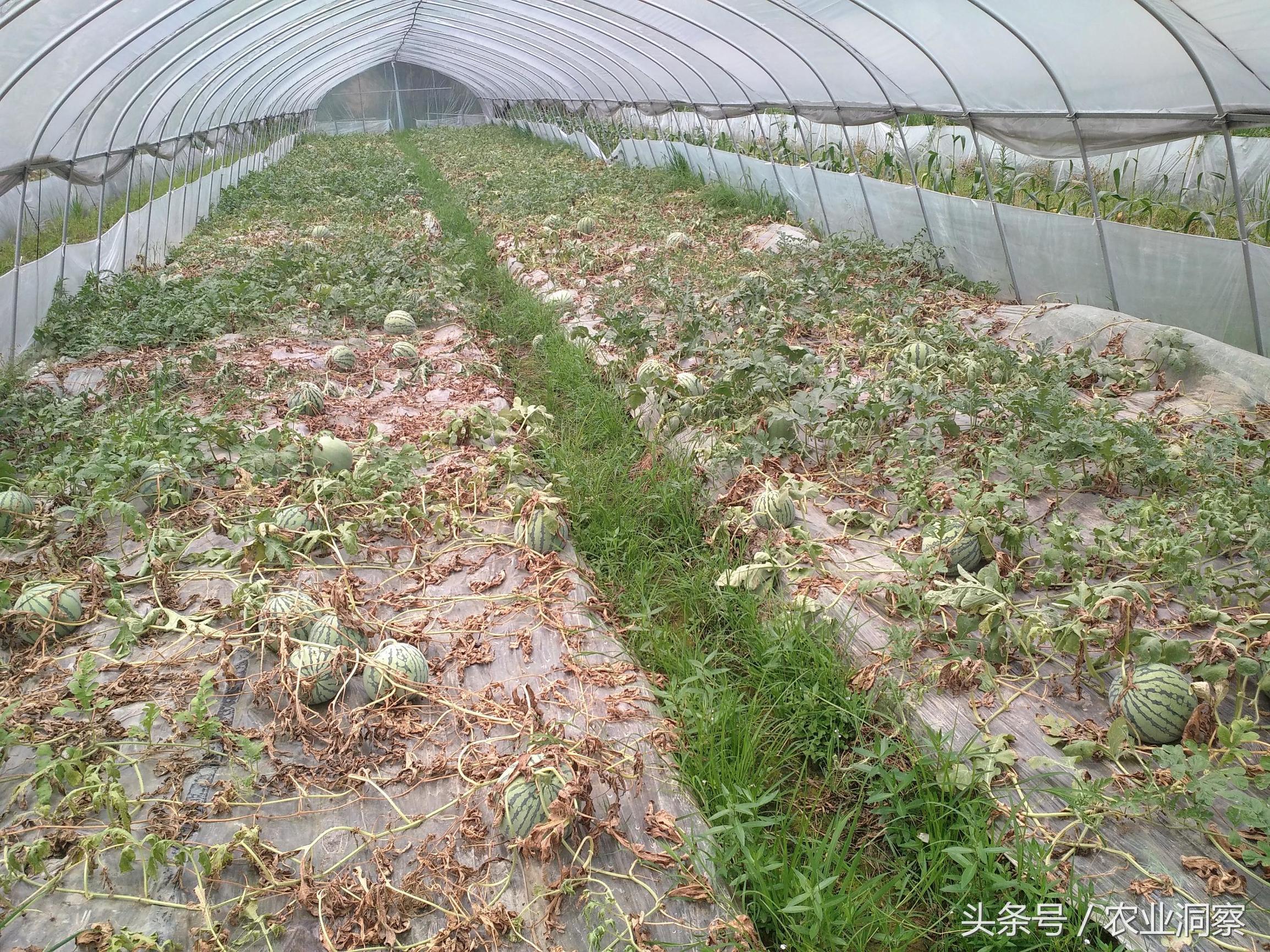 西瓜成熟期遇雨怎么办,暴雨期成熟西瓜的管理技巧