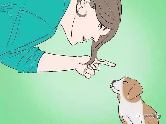 训练狗狗不让狗狗去咬人,怎样训练咬人的泰迪狗狗