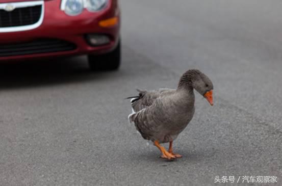 开车速度80撞伤了闯红灯的行人,开车撞了闯红灯的行人怎么办