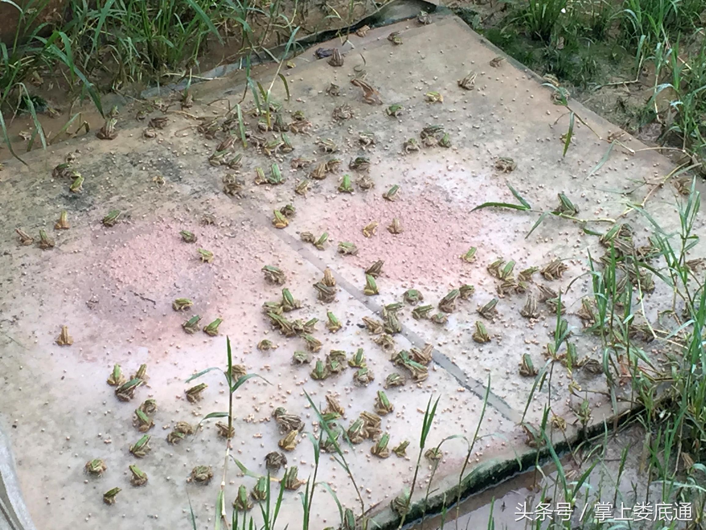 湖南郴州青蛙养殖,湖南青腾青蛙养殖