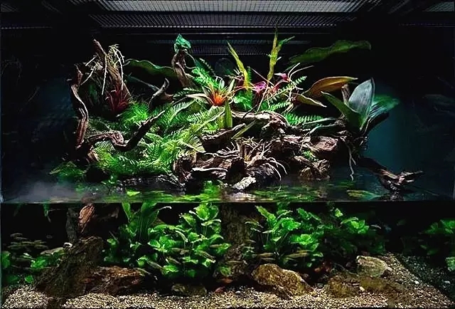 水陆缸造景雨林用的什么石头,普通鱼缸如何改造成雨林水陆缸