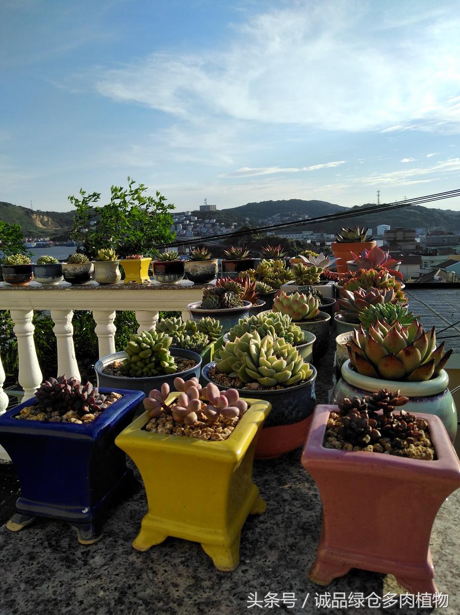 历害了，难道是假包邮区？还在露养呢