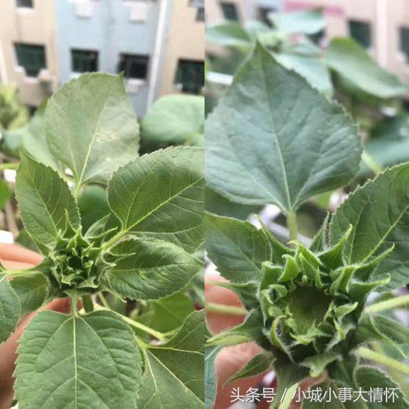 怎么种大型向日葵从发芽到开花,向日葵从种子到开花要多久