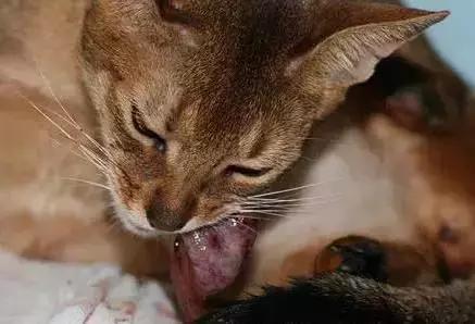 猫咪护理知识和关注事项,猫咪怀孕生产用什么消毒