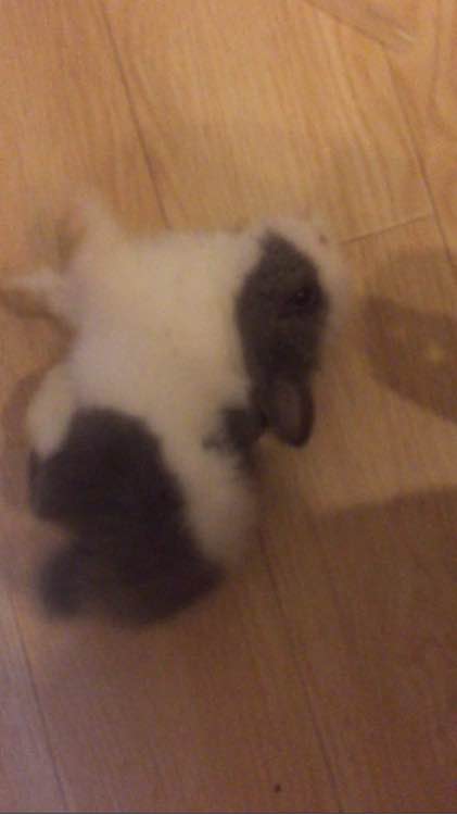 侏儒兔要35块钱一只,侏儒兔50元一只能活多久