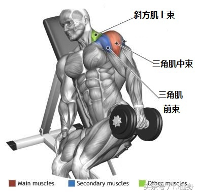 哑铃侧平举怎么避免斜方肌发力,哑铃侧平举最佳方法