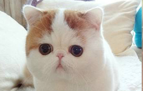 幼猫发生呕吐的常见原因分析治疗及预防方法
