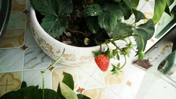 室内阳台种的草莓果子不大怎么办,阳台盆栽草莓怎么让果实结大果