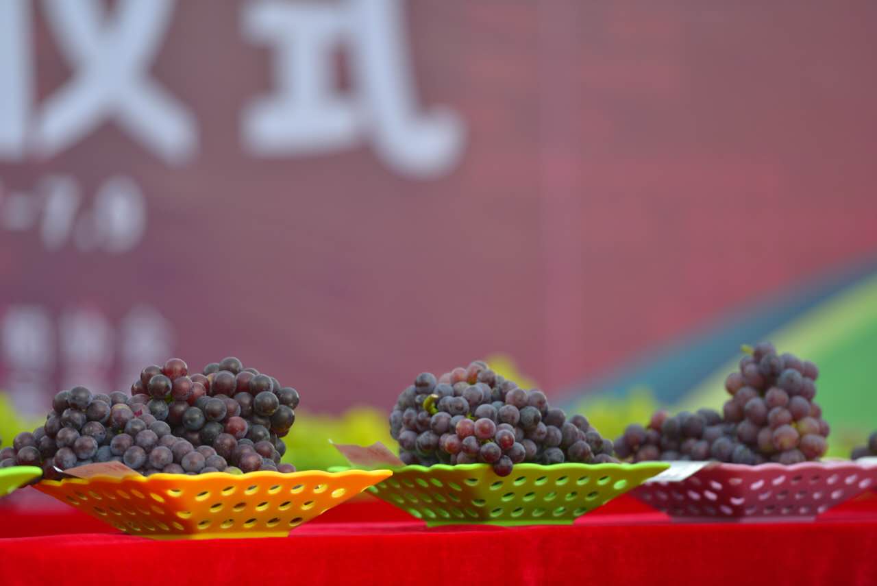 邢台广宗，葡萄王来了