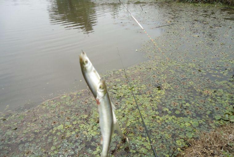 喜中大板鲫,餐条特别多如何钓鲫鱼