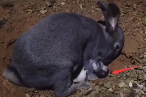 兔妈妈把兔宝宝埋起来,兔妈妈把兔子挖出来了