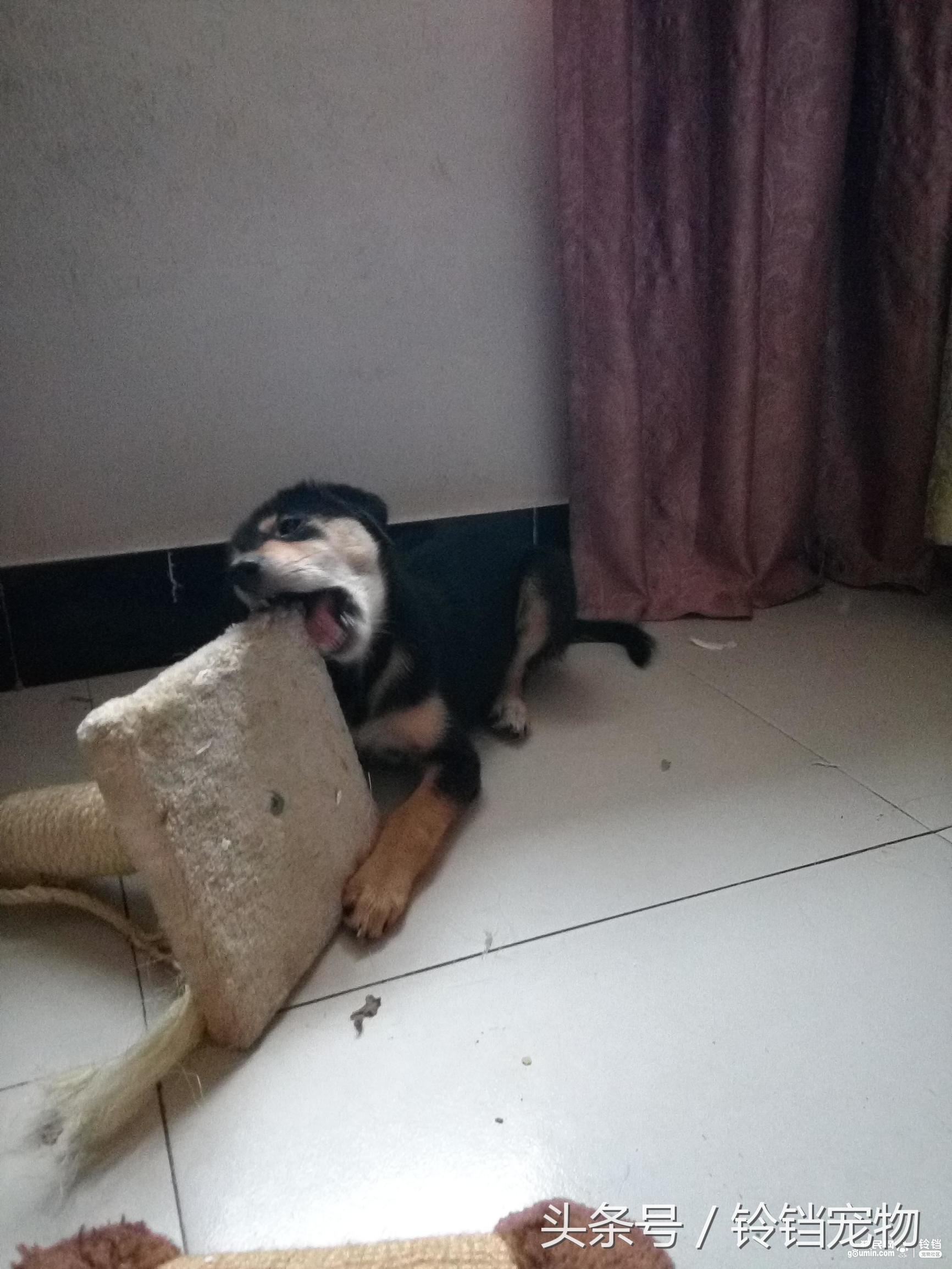 猫狗拆家 (猫狗一起拆家了)