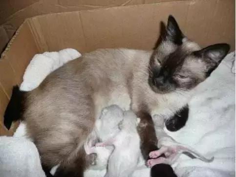 猫咪护理知识和关注事项,猫咪怀孕生产用什么消毒