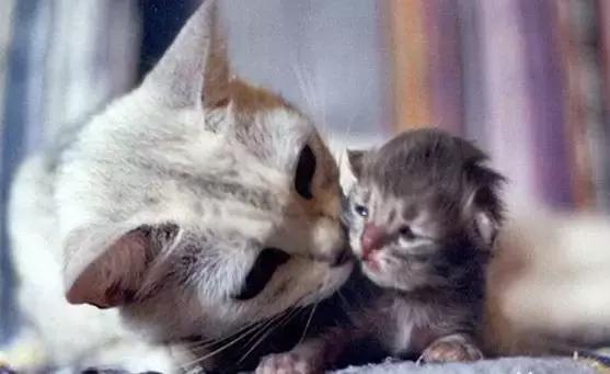 猫咪护理知识和关注事项,猫咪怀孕生产用什么消毒