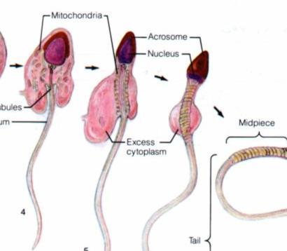 原来生过孩子现在怀不上什么原因,怀不了孕的女人