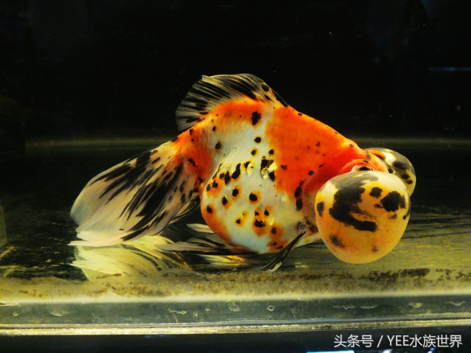 观赏鱼死鱼怎么处理最好,养鱼每天都死鱼怎么回事