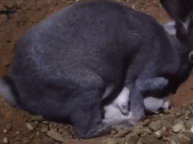 兔妈妈把兔宝宝埋起来,兔妈妈把兔子挖出来了