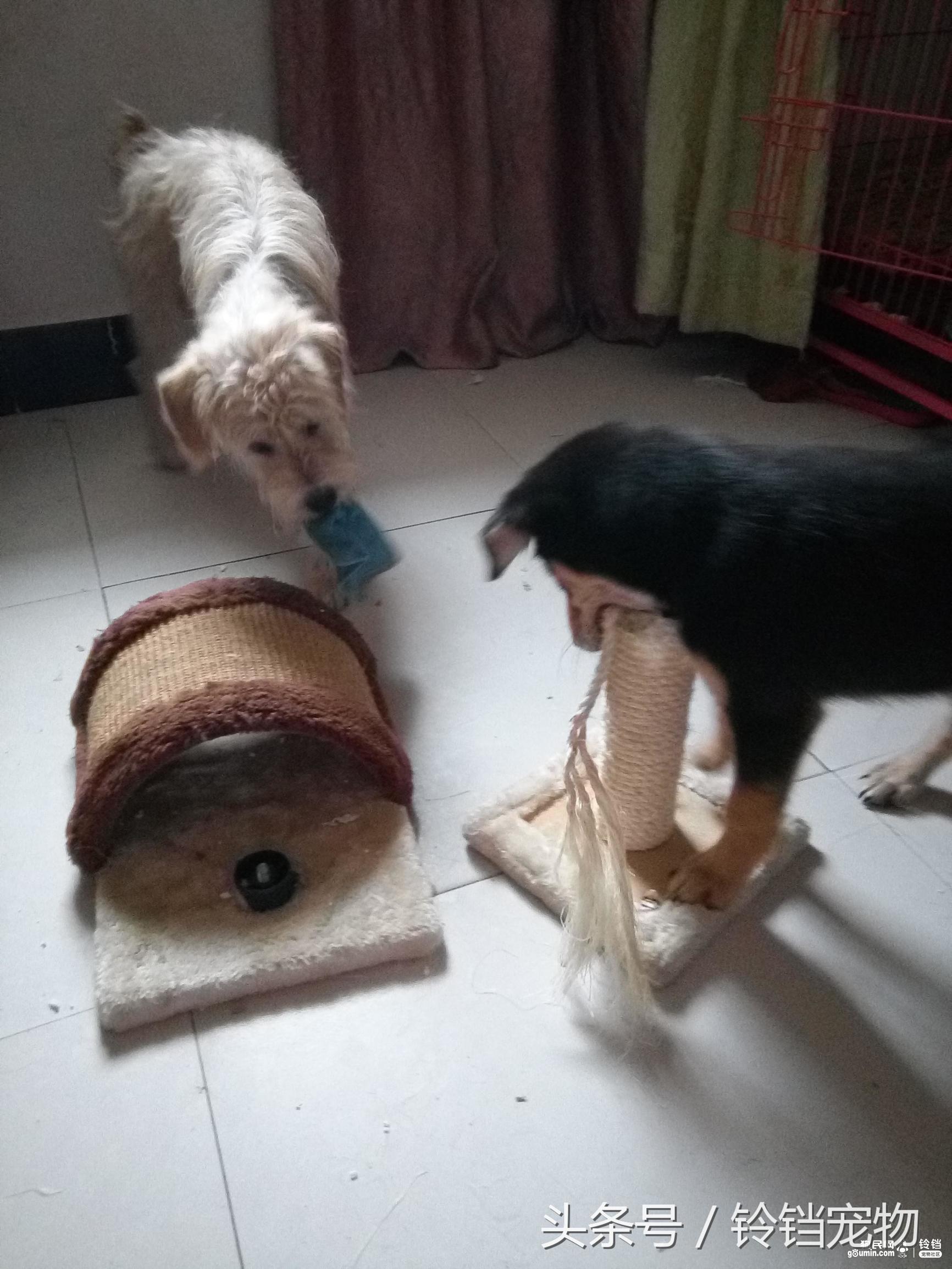 猫狗拆家 (猫狗一起拆家了)