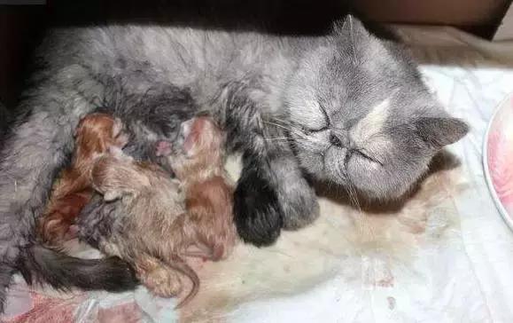 猫咪护理知识和关注事项,猫咪怀孕生产用什么消毒