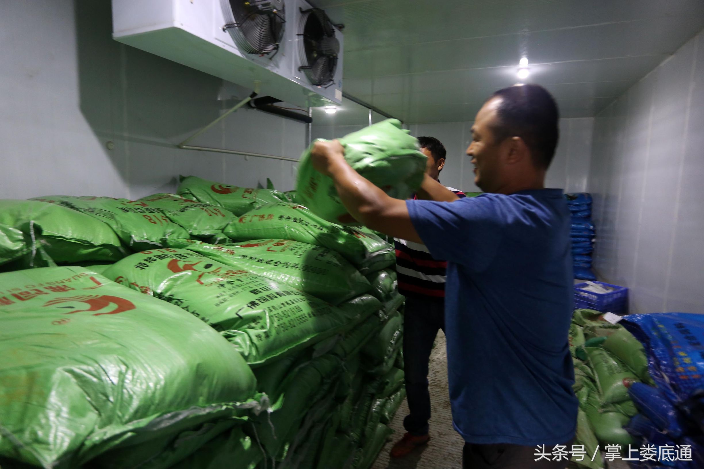 湖南郴州青蛙养殖,湖南青腾青蛙养殖