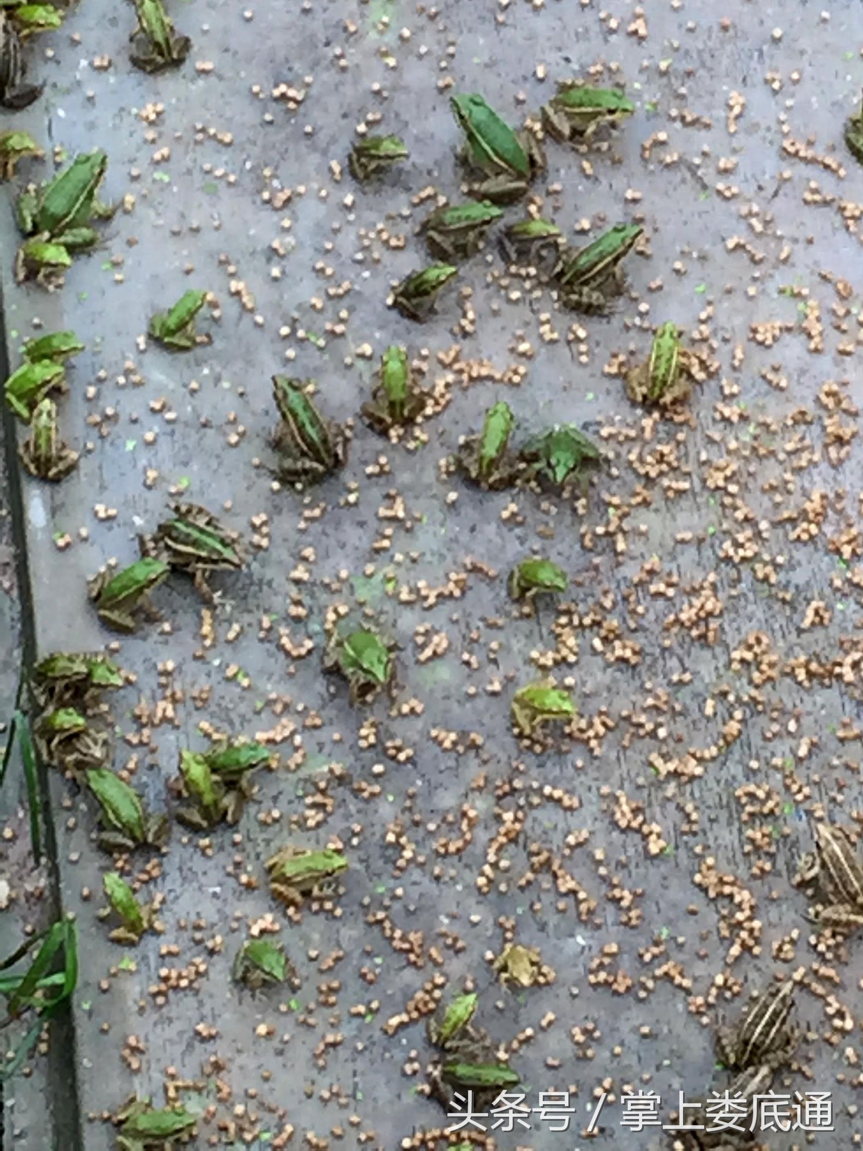 湖南郴州青蛙养殖,湖南青腾青蛙养殖