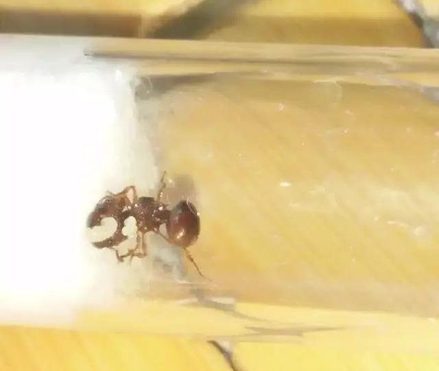 迪士尼喜茶什么好喝,上海迪士尼喜茶在哪里