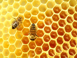 有助白癜风恢复的食物,白癜风吃提高免疫力保健品有用吗