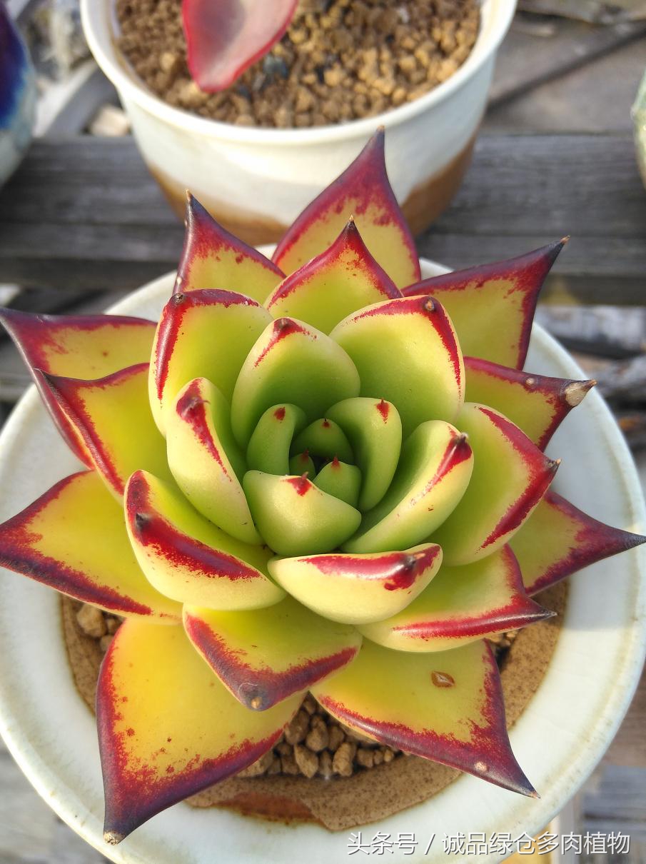 历害了，难道是假包邮区？还在露养呢