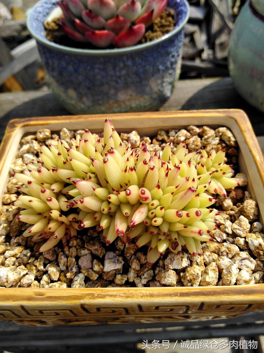 历害了，难道是假包邮区？还在露养呢