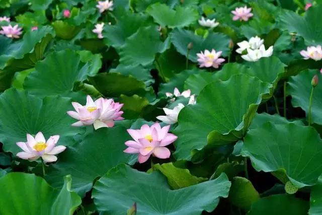 七星岩夏天的荷花图片,七星岩景区有荷花吗