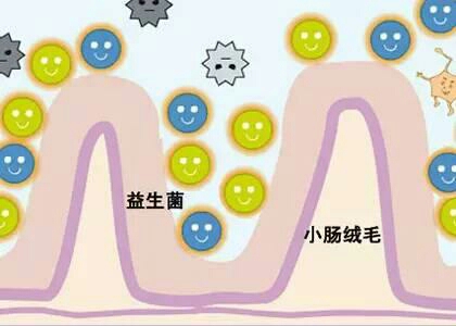 崔玉涛谈益生菌可以长期吃吗,崔玉涛推荐的益生菌好不好