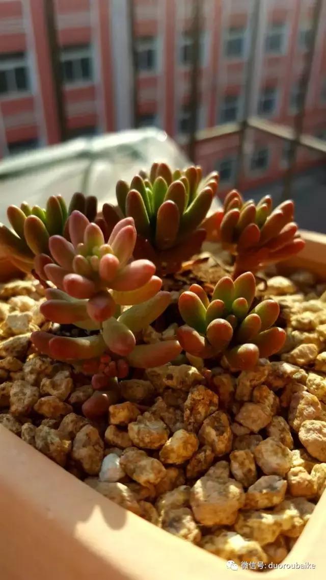 多肉爱好者必须养的有哪些多肉,心头肉多肉