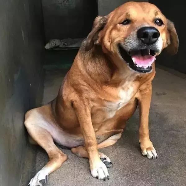 足球ps版,把足球p成猫