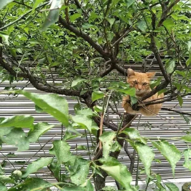 足球ps版,把足球p成猫