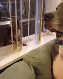 足球ps版,把足球p成猫