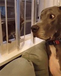 足球ps版,把足球p成猫