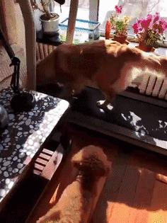 足球ps版,把足球p成猫