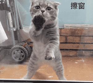 足球ps版,把足球p成猫