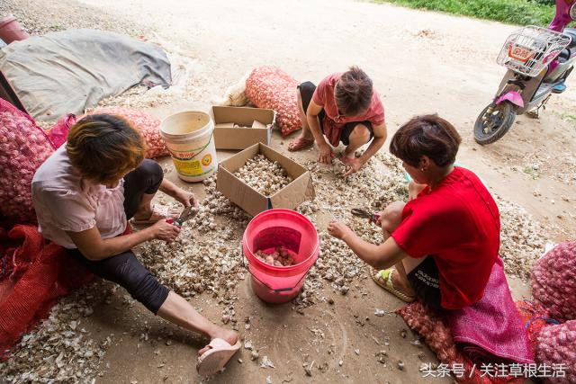 在农村收购大蒜卖给金乡冷库,农村商贩收购大蒜