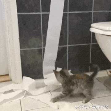 猫咪最喜欢的玩具居然是铲屎官,推荐猫咪最喜欢玩的玩具