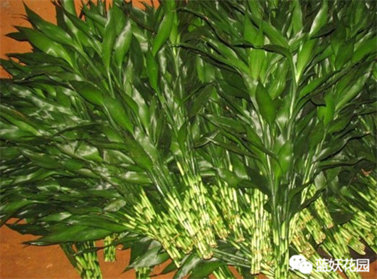 富贵竹叶子发黄怎么养护,招财富贵竹叶子发黄加醋