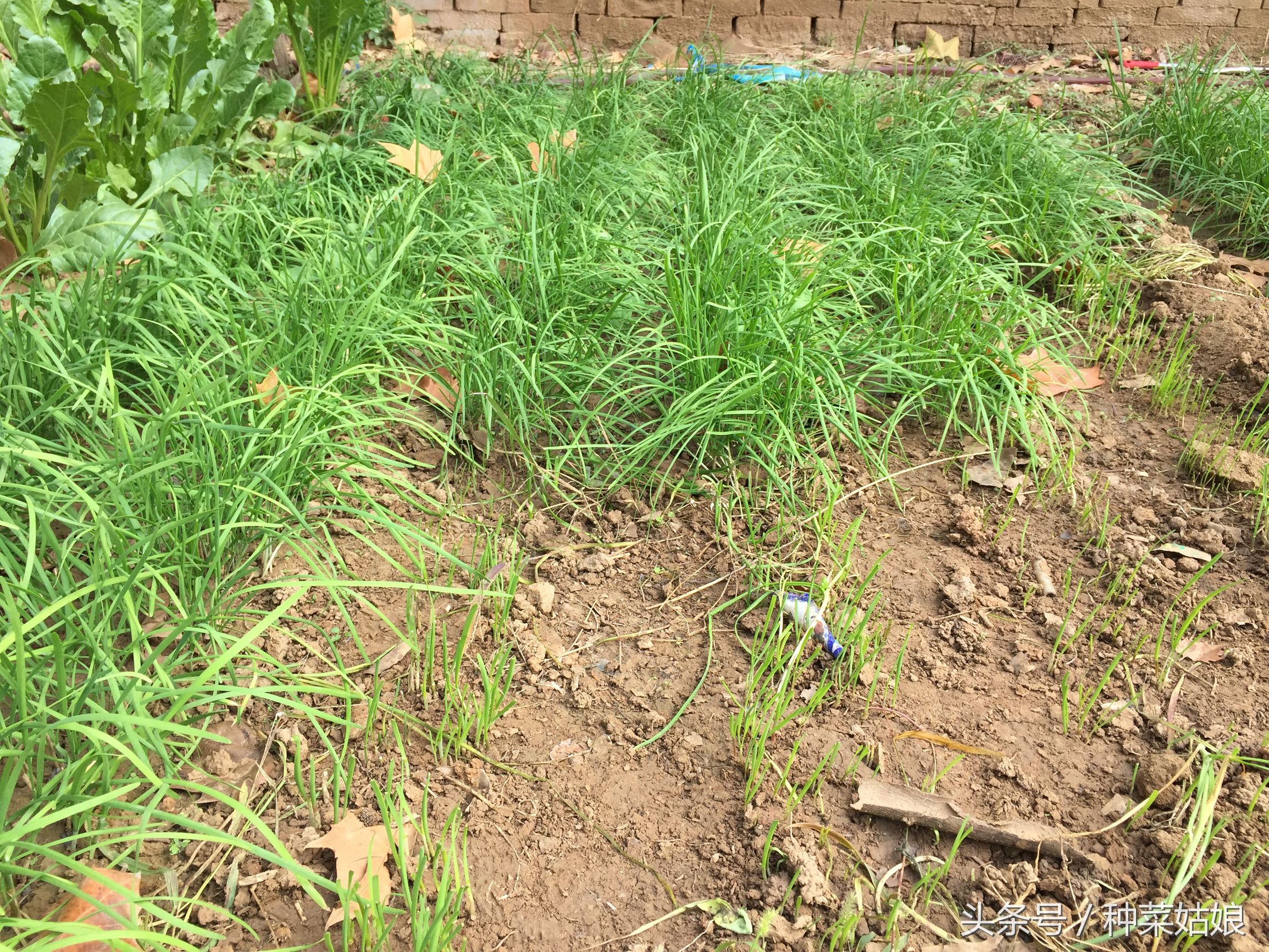 韭菜根的病菌和韭蛆如何快速处理,韭菜防韭蛆灌根所用药剂有哪些