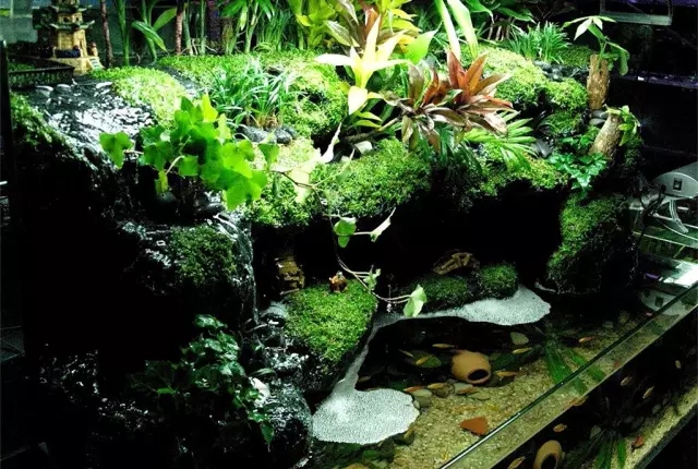 水陆缸造景雨林用的什么石头,普通鱼缸如何改造成雨林水陆缸