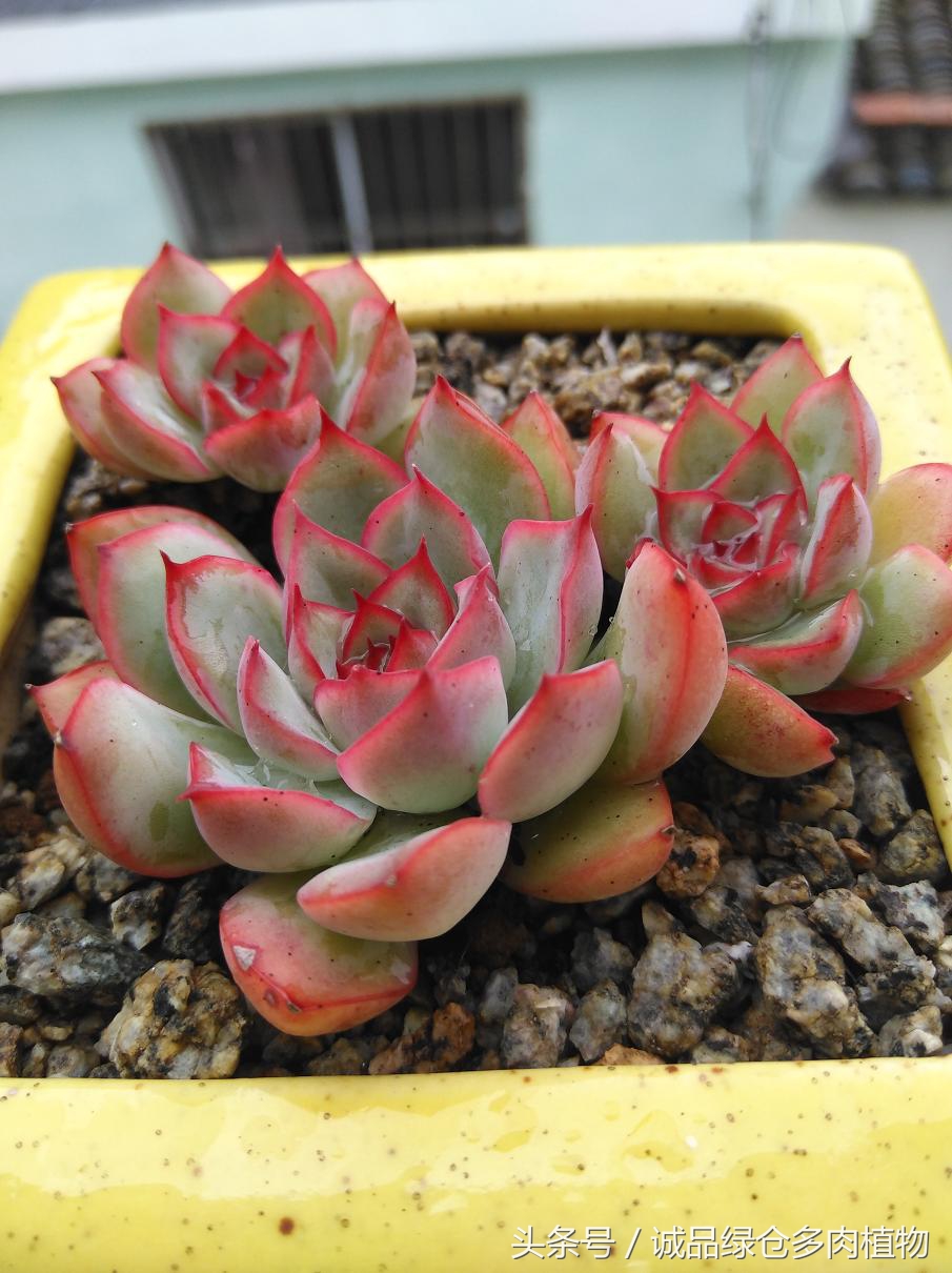 历害了，难道是假包邮区？还在露养呢