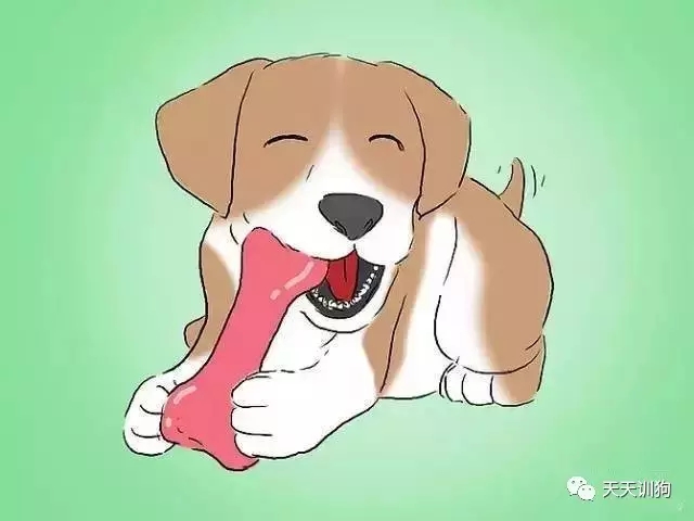 训练狗狗不让狗狗去咬人,怎样训练咬人的泰迪狗狗