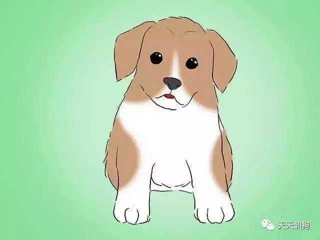 训练狗狗不让狗狗去咬人,怎样训练咬人的泰迪狗狗