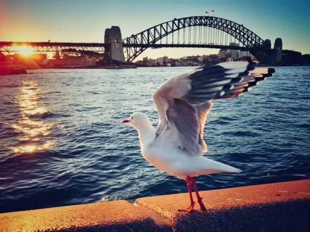 老法师的天堂！从拍照小白到摄影大V，你只差一个悉尼的距离