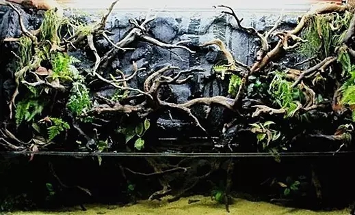 水陆缸造景雨林用的什么石头,普通鱼缸如何改造成雨林水陆缸