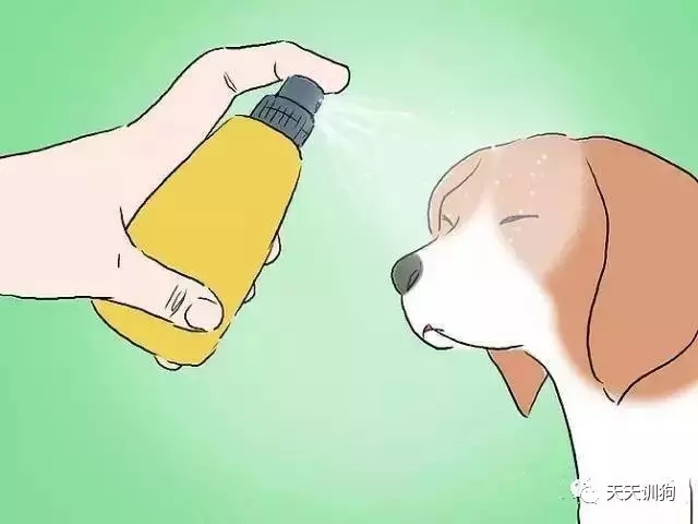 训练狗狗不让狗狗去咬人,怎样训练咬人的泰迪狗狗